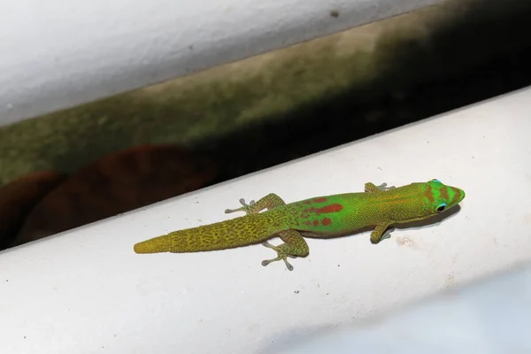 Guldstoftdagen Gecko Eller Broad Tailed Day Gecko Gallen Schweiz Dess — Stockfoto