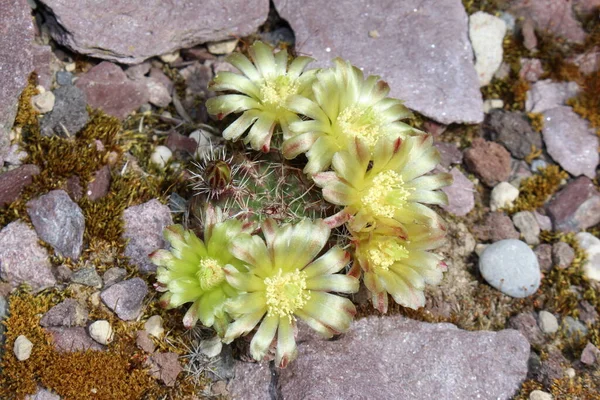 Nylon Hedgehog Cactus 或Green Pitaya Small Flowered Hedgehog Cactus 位于瑞士圣加仑 — 图库照片