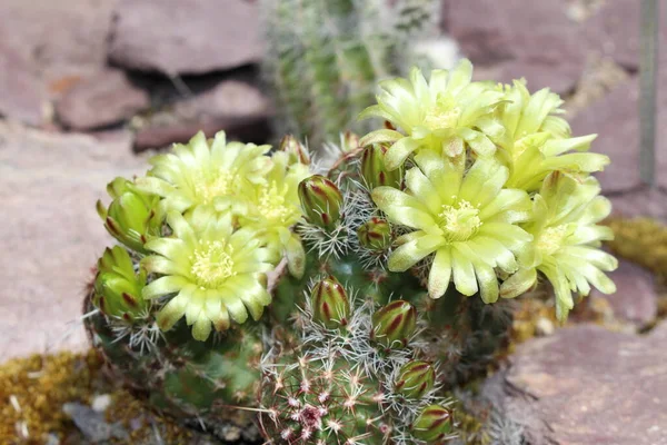 Nylon Hedgehog Cactus 或Green Pitaya Small Flowered Hedgehog Cactus 位于瑞士圣加仑 — 图库照片