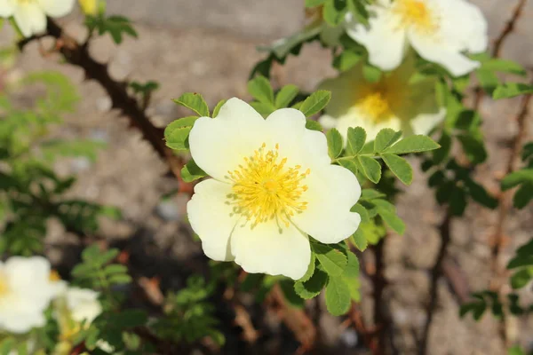 Biały Kwiat Skrzydlatej Róży Cierniowej Lub Krzewiastej Róży Gallen Szwajcaria — Zdjęcie stockowe