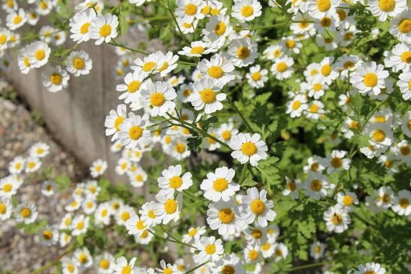 Feverfew Flowers Bachelor Buttons Featherfew Featherfoil Flirtwort Innsbruck Austria Tanacetum — Foto de Stock