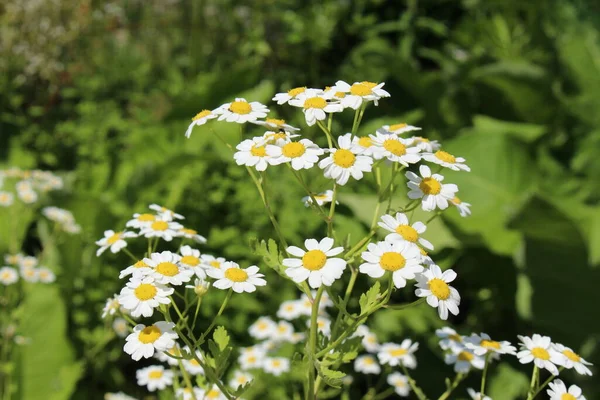 Feverfew Flores Botões Solteiro Featherfew Featherfoil Flirtwort Innsbruck Áustria Tanacetum — Fotografia de Stock