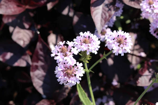 Flores Blancas Verbena Esbelta Verbena Tuberosa Munich Alemania Nombre Latín — Foto de Stock