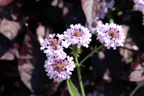 Λευκά Λουλούδια Slender Vervain Tuberous Vervain Στο Μόναχο Της Γερμανίας — Φωτογραφία Αρχείου