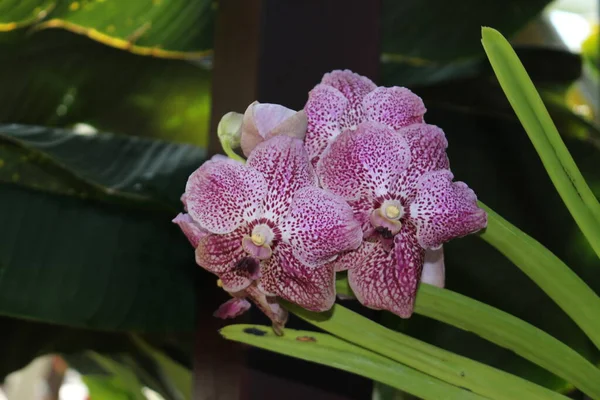 Gefleckte Vanda Orchidee Blume München — Stockfoto