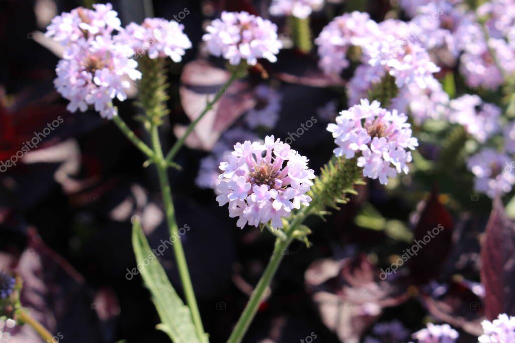 Flores blancas de "Verbena Esbelta" (o Verbena Tuberosa) en Munich
