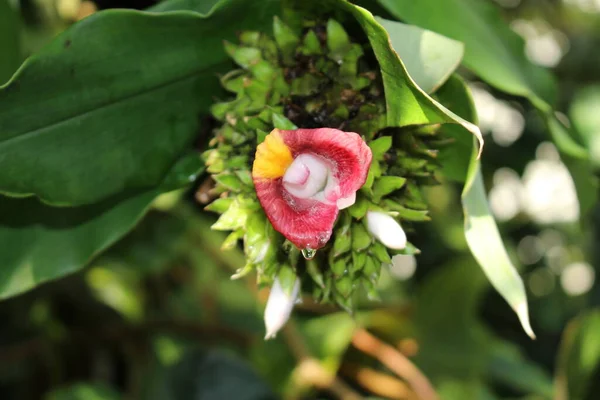 Flor Bandera Espiral Africana Jengibre Espiral Munich Alemania Nombre Latín — Foto de Stock