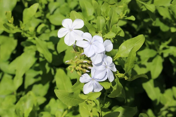 Fleurs Blue Plumbago Cape Plumbago Cape Leadwort Innsbruck Autriche Son — Photo