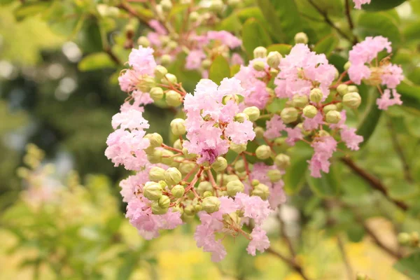 奥地利因斯布鲁克的粉红 Crepe Myrtle Crepeflower Crape Myrtle 它的拉丁文名字是Lagerstroemia Indica 原产于中国 韩国和日本 — 图库照片