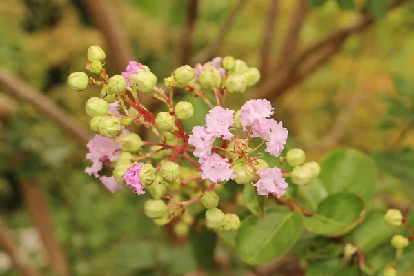 Różowe Kwiaty Crepe Myrtle Lub Crepeflower Crape Myrtle Pąki Innsbrucku — Zdjęcie stockowe