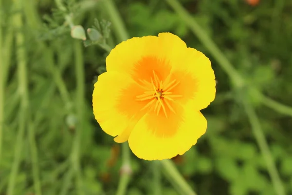 Orange California Poppy Flower Golden Poppy Cup Gold Innsbruck Austria — 스톡 사진