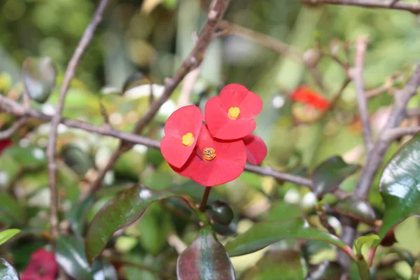 Czerwone Kwiaty Gerold Spurge Lub Thornless Crown Thorns Gallen Szwajcaria — Zdjęcie stockowe