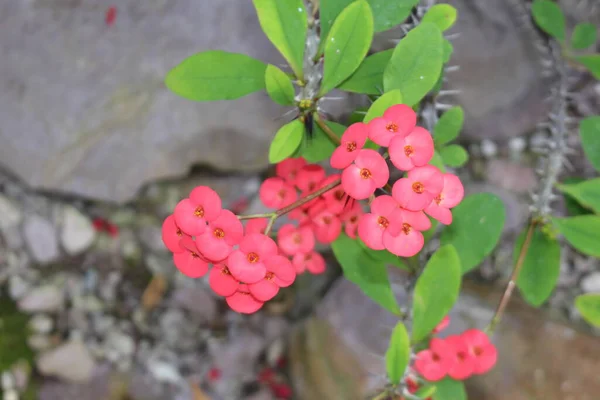 Fleurs Rouges Gerold Spurge Thornless Crown Thorns Saint Gall Suisse — Photo