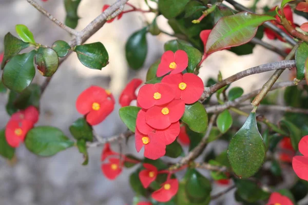 Czerwone Kwiaty Gerold Spurge Lub Thornless Crown Thorns Gallen Szwajcaria — Zdjęcie stockowe