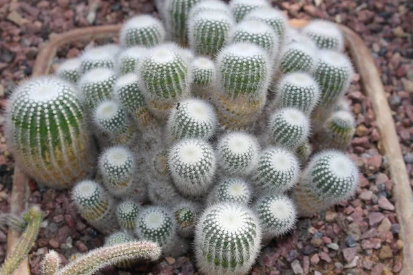 Silver Ball Cactus Санкт Галлені Швейцарія Латинська Назва Notocactus Scopa — стокове фото