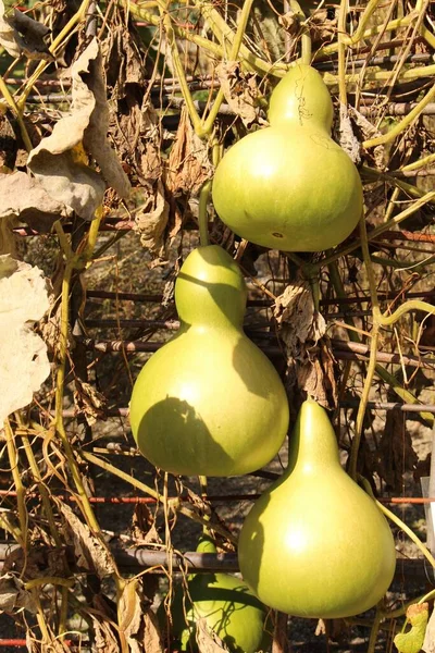 Calabash Bottle Gourd Opo Squash Long Melon Που Αναπτύσσεται Στο — Φωτογραφία Αρχείου