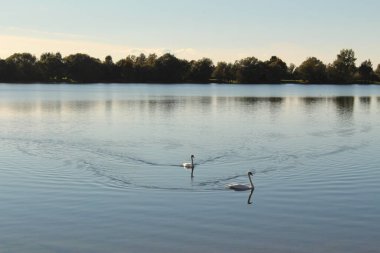 Avusturya 'nın Vorarlberg kentinde Hard sahilinden alınan Constance Gölü' nde (Bodensee) gün batımında iki kuğu.