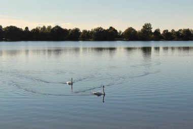 Avusturya 'nın Vorarlberg kentinde Hard sahilinden alınan Constance Gölü' nde (Bodensee) gün batımında iki kuğu.
