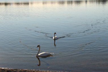 Avusturya 'nın Vorarlberg kentinde Hard sahilinden alınan Constance Gölü' nde (Bodensee) gün batımında iki kuğu.