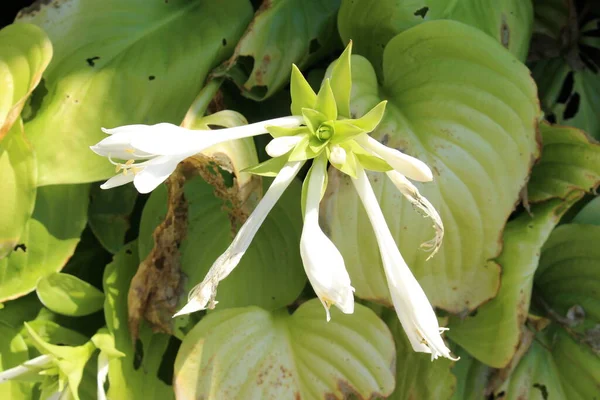 Fiore Bianco August Lily Monaco Baviera Germania Suo Nome Scientifico — Foto Stock