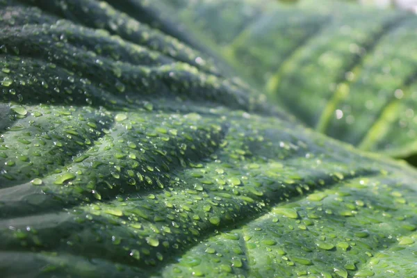 Giant Swamp Taro Leaf Raindrops Munich Germany Its Scientific Name — Stock Photo, Image