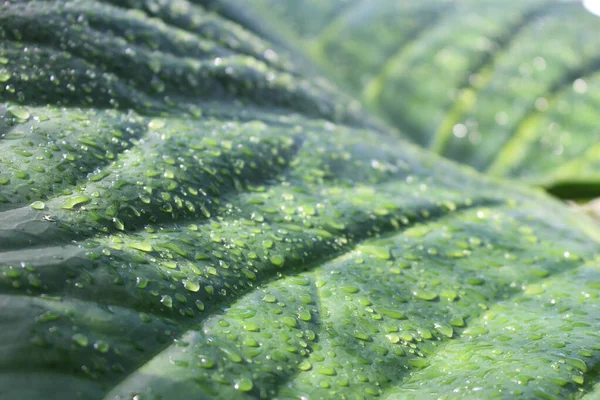 Giant Swamp Taro Leaf Raindrops Munich Germany Its Scientific Name — Stock Photo, Image