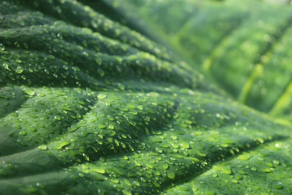 Giant Swamp Taro Foglia Con Gocce Pioggia Monaco Baviera Germania — Foto Stock