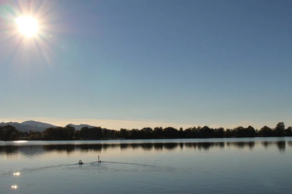 Dois Cisnes Pôr Sol Constance Lake Bodensee Tirados Costa Hard — Fotografia de Stock