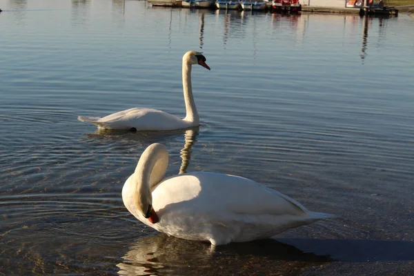 Two Swans Sundown Constance Lake Bodensee Taken Coast Hard Vorarlberg — Stock Photo, Image