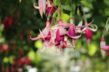 Münih, Almanya 'da melez 