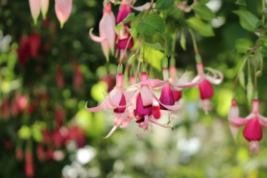 Münih, Almanya 'da melez 