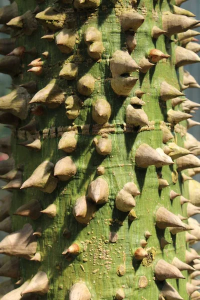 德国慕尼黑的桑尼 白色丝花树 树干其科学名称为Chorisia Insignis 或Ceiba Insignis 原产于秘鲁 巴西南部和阿根廷 — 图库照片