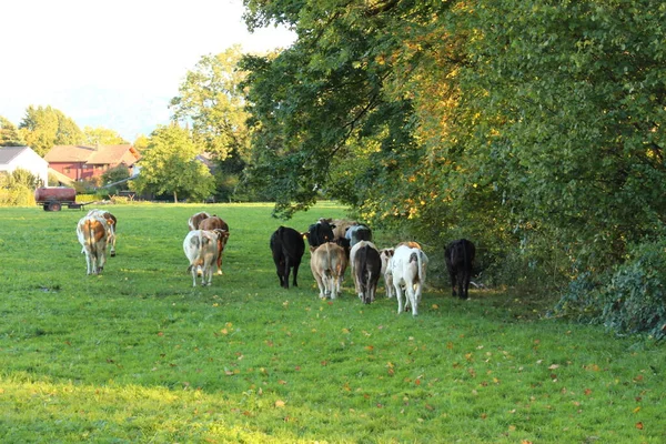 Vacas Pastam Prado Verde Hard Vorarlberg Áustria — Fotografia de Stock