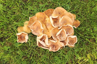 Sert, Vorarlberg, Avusturya 'daki çayırlarda yabani mantarlar