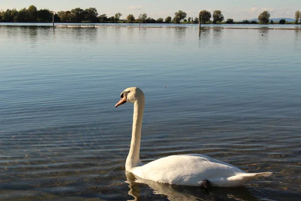 Łabędź Zachodzie Słońca Nad Jeziorem Constance Bodensee Zabrany Wybrzeża Hard — Zdjęcie stockowe