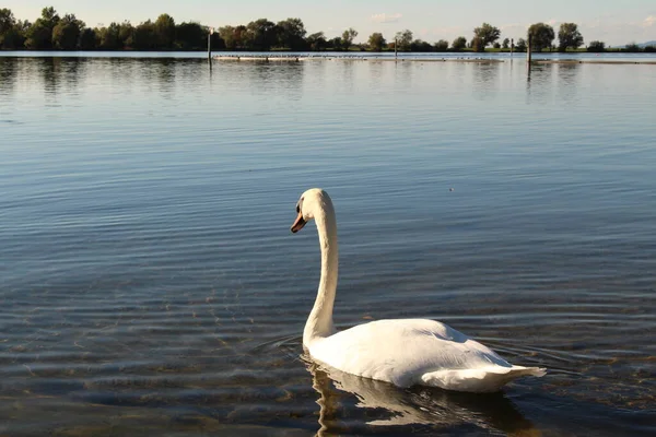 Cigno Tramonto Sul Lago Costanza Bodensee Tratto Dalla Costa Hard — Foto Stock