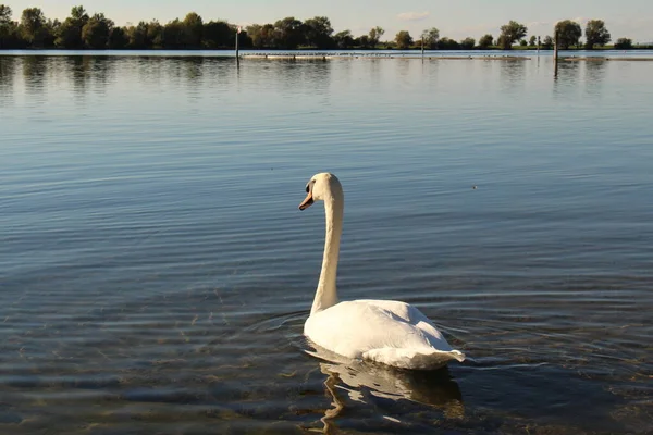 Łabędź Zachodzie Słońca Nad Jeziorem Constance Bodensee Zabrany Wybrzeża Hard — Zdjęcie stockowe