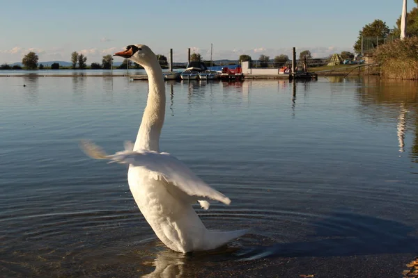 Łabędź Zachodzie Słońca Nad Jeziorem Constance Bodensee Zabrany Wybrzeża Hard — Zdjęcie stockowe