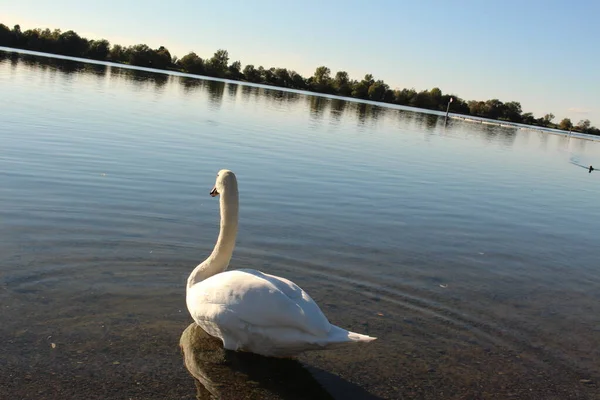 Labuť Při Západu Slunce Constance Lake Bodensee Pořízená Pobřeží Hard — Stock fotografie