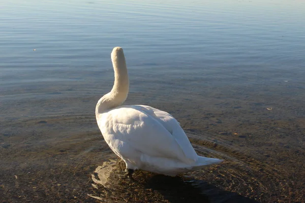 Łabędź Zachodzie Słońca Nad Jeziorem Constance Bodensee Zabrany Wybrzeża Hard — Zdjęcie stockowe