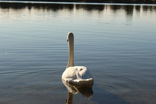 Łabędź Zachodzie Słońca Nad Jeziorem Constance Bodensee Zabrany Wybrzeża Hard — Zdjęcie stockowe