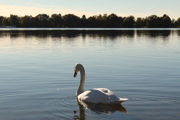 Łabędź Zachodzie Słońca Nad Jeziorem Constance Bodensee Zabrany Wybrzeża Hard — Zdjęcie stockowe