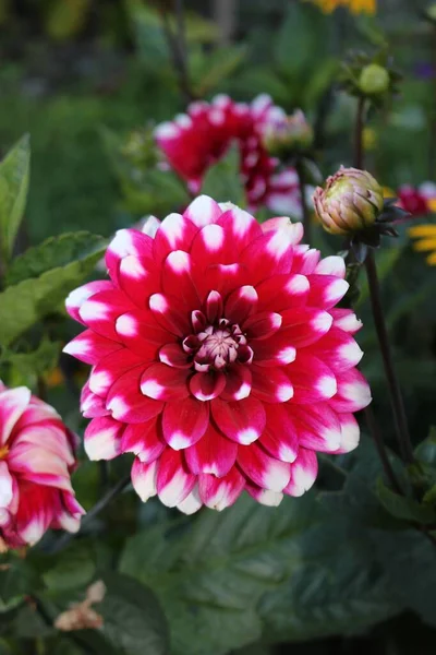 Burgundia Vörös Hybrid Dahlia Checkers Virág Hard Vorarlberg Ausztria Dekoratív — Stock Fotó