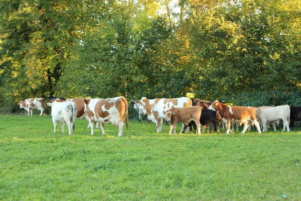 Vacas Pastam Prado Verde Hard Vorarlberg Áustria — Fotografia de Stock