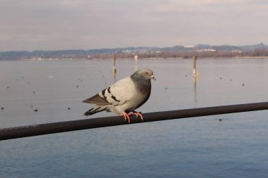Avusturya 'nın Bregenz kentinde Constance Gölü' nün (Bodensee) demir çitlerinde duran bir güvercin..