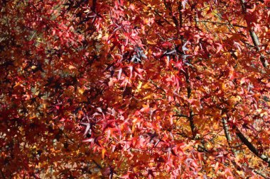 Sonbaharda ormanda canlı yaprakları olan ağaçlar (sonbahar), Kasım ayında Bregenz, Vorarlberg, Avusturya 'da çekildi..