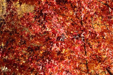 Sonbaharda ormanda canlı yaprakları olan ağaçlar (sonbahar), Kasım ayında Bregenz, Vorarlberg, Avusturya 'da çekildi..