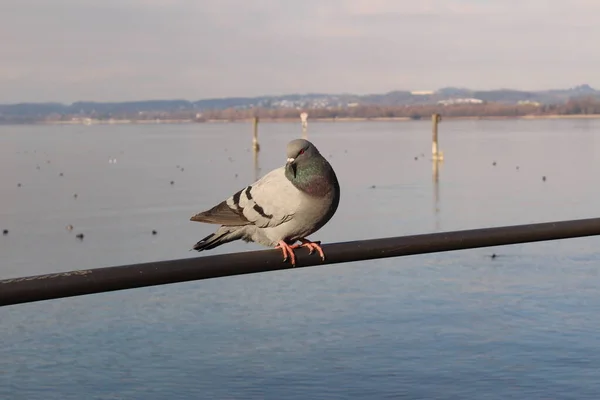 Una Paloma Parada Cerca Hierro Del Lago Constanza Bodensee Bregenz — Foto de Stock