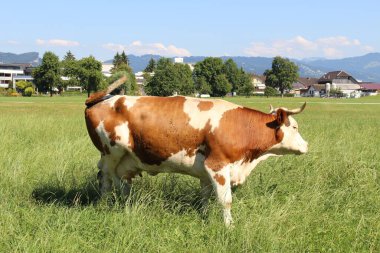 Vorarlberg, Avusturya 'da yeşil çayırlarda otlayan bir inek var..