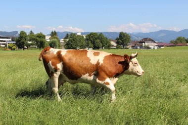 Vorarlberg, Avusturya 'da yeşil çayırlarda otlayan bir inek var..
